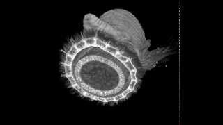 MicroCT scan of a bloodworm Glyceridae Polychaeta [upl. by Madda]