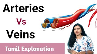 Arteries  தமனிகள்  Vs Venis  சிரைகள்  Simple Explanation In Tamil Anatomy amp Physiology [upl. by Euqinor]