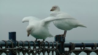 Snowy Sheathbills South Georgia [upl. by Alracal545]