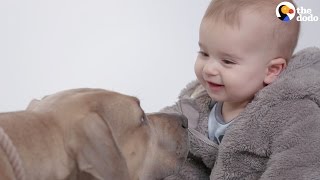 Kids Meet Pitbulls For The First Time  The Dodo [upl. by Prosper892]