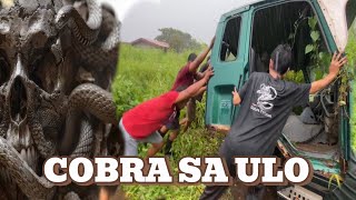 COBRA NAG LUNGGA SA MGA PUGOT NA ULO cobraprince cobrarescue [upl. by Lubow427]