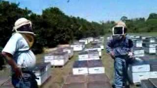 Beekeeping See How We Make Packaged Bees [upl. by Gonzalo]