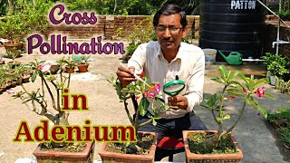 How to Cross Pollinate Adenium in the Easiest Way [upl. by Editha]