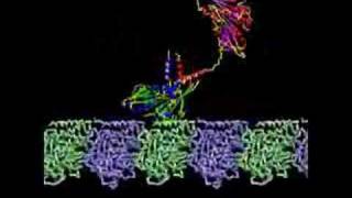 Kinesin Transport Protein [upl. by Ayahsey]