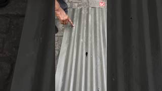 First Ever Waterproofing Solution for Tin Sheds 😱😱 construction waterproofing [upl. by Radu37]