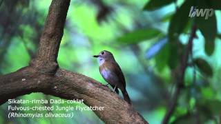 Fulvouschested Jungle Flycatcher Rhinomyias olivaceus [upl. by Leibrag]