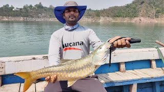 mahseer fishing  himalayan golden mahseer  trout fishing [upl. by Rhodia]