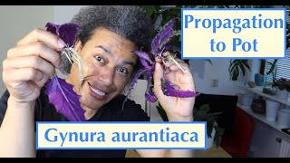 Propagation to Pot  Gynura aurantiaca Purple Passion  Velvet Plant [upl. by Assillam]