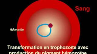 Cycle Plasmodium Malaria [upl. by Hezekiah]