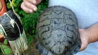 13 Moons on turtles back a Native American calendar [upl. by Ithaman]