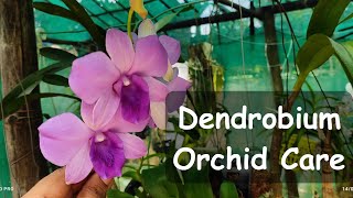 Dendrobium orchid care and growing guide dendrobium orchids orchidcare [upl. by Crotty]