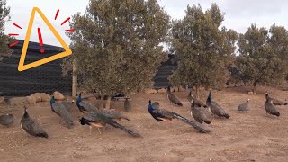 يدهشني إتحاد الطاووس والدجاج الحبشي الفرعوني في حراسة المزرعة Peacock amp Guinea Fowl Alarm [upl. by Natasha434]