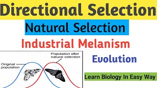 Directional Selection  Type of Natural Selection  Evolution evolution biology zoology [upl. by Nemzzaj304]