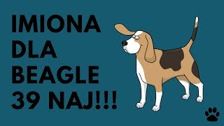 Imiona Dla Beagle  39 NAJ Imion  BONUS   Imionowo [upl. by Melborn230]