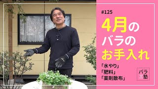 125 4月のバラのお手入れ【バラの育て方：4月】 [upl. by Fry]