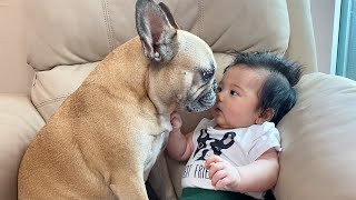 My Dogs Fall In Love With Our Baby  The Full Story [upl. by Necaj]