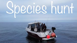 Sea Fishing Uk  small boat fishing species hunt BIG and little fish Arvor230 [upl. by Aznarepse]