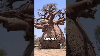 Los Arboles baobabs de Madagascar shorts [upl. by Ylurt]