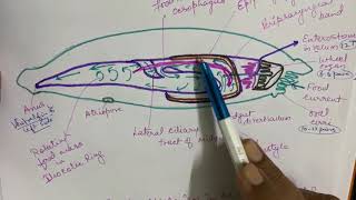 Amphioxus  digestive system [upl. by Forster]