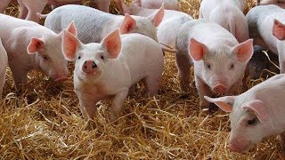 Pig Oinking  Pig Sounds for kids  Piglet Sounds for children  Pigs oinking  Pigs grunting [upl. by Cordy]