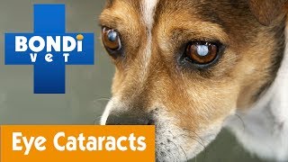 How To Detect If Your Pet Has Cataracts  Pet Health [upl. by Anuat]