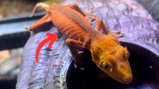 Surviving The Unsurvivable Gecko Update After 8 Months [upl. by Forta]