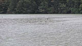 20240914 ZBILJSKO JEZERO PASSERIFORMES Hirundo rustica KMEČKA LASTOVKA [upl. by Neela]