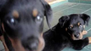 ROTTWEILER PUPPIES FIGHTING WRESTLING SNIFFING HEAD BOBBING amp CHEWING CARDBOARD [upl. by Coussoule]