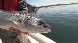 Catching Escaped Atlantic Salmon in Puget Sound [upl. by Nosinned]