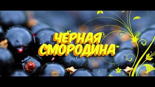 ♫♬ Черная смородина  Sevenrose  Новинка 2021 [upl. by Eitsirhc386]