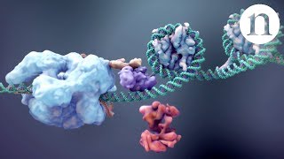 CRISPR Gene editing and beyond [upl. by Nhguaval]