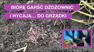 Dżdżownice Dodaj Do Grządki By Gleba Była Żyzna Uważaj By Nie Uciekły [upl. by Vidovic983]