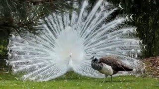 Un paon blanc fait la roue au jardin dacclimatation à Paris  white peacock  avril 2016 33 [upl. by Samid]