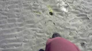 GeoDuck holes gooey ducks [upl. by Rabbi]