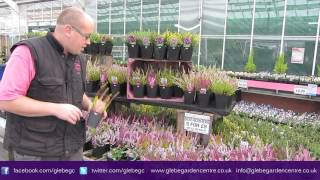 Heathers  Glebe Garden Centre Leicester [upl. by Einreb]