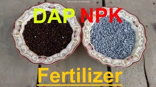 How to Use NPK and DAP Fertilizer  When to Use Fertilizer  Fertilizer for Plants [upl. by Fillbert]