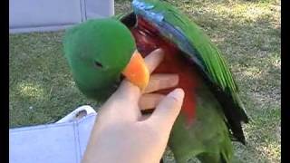 Eclectus Parrot Talking [upl. by Trudnak343]