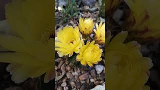 ECHINOPSIS COM FLORES AMARELAS [upl. by Eiramyelhsa]