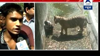 Witness narrates the whole incident of Delhi zoo says youth slipped and fell into its enclosure [upl. by Hefter]