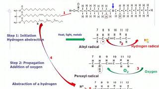 Chemical Changes in Fats amp Oils Lipid Oxidation [upl. by Wrightson]