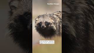 Raccoon Dog  Species Fact Card [upl. by Suhploda57]