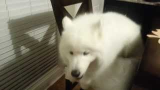 Samoyed climbs on chair for dinner and gets carried away [upl. by Htomit]