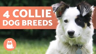 4 Types of COLLIE DOG BREEDS 🐕 Do You Know Them All [upl. by Alekram113]