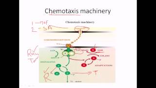 Chemotaxis of flagella [upl. by Idarb474]