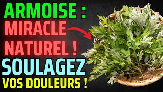 🌿 Découvrez les 4 Vertus Incroyables de lArmoise [upl. by Alanson943]