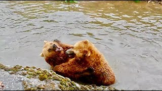 Bären Kinder Spielen im Wasser und Kämpfen zusammen sehr süße Wild Tiere [upl. by Ilyah]