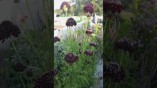 스카비오사 블랙 나이트 Scabiosa atropurpurea Black Knight [upl. by Lucrece990]