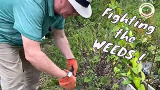 Allotment Weeds The War Has Begun [upl. by Llamaj]