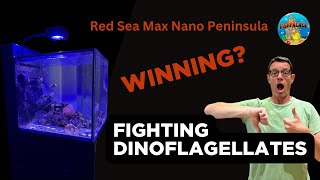 Red Sea Max Nano Peninsula How to Fight Dinoflagellates [upl. by Nyletac]