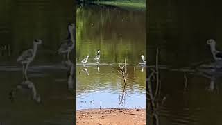 Blacknecked Stilt nature wildlife birds puertorico [upl. by Cheyne]